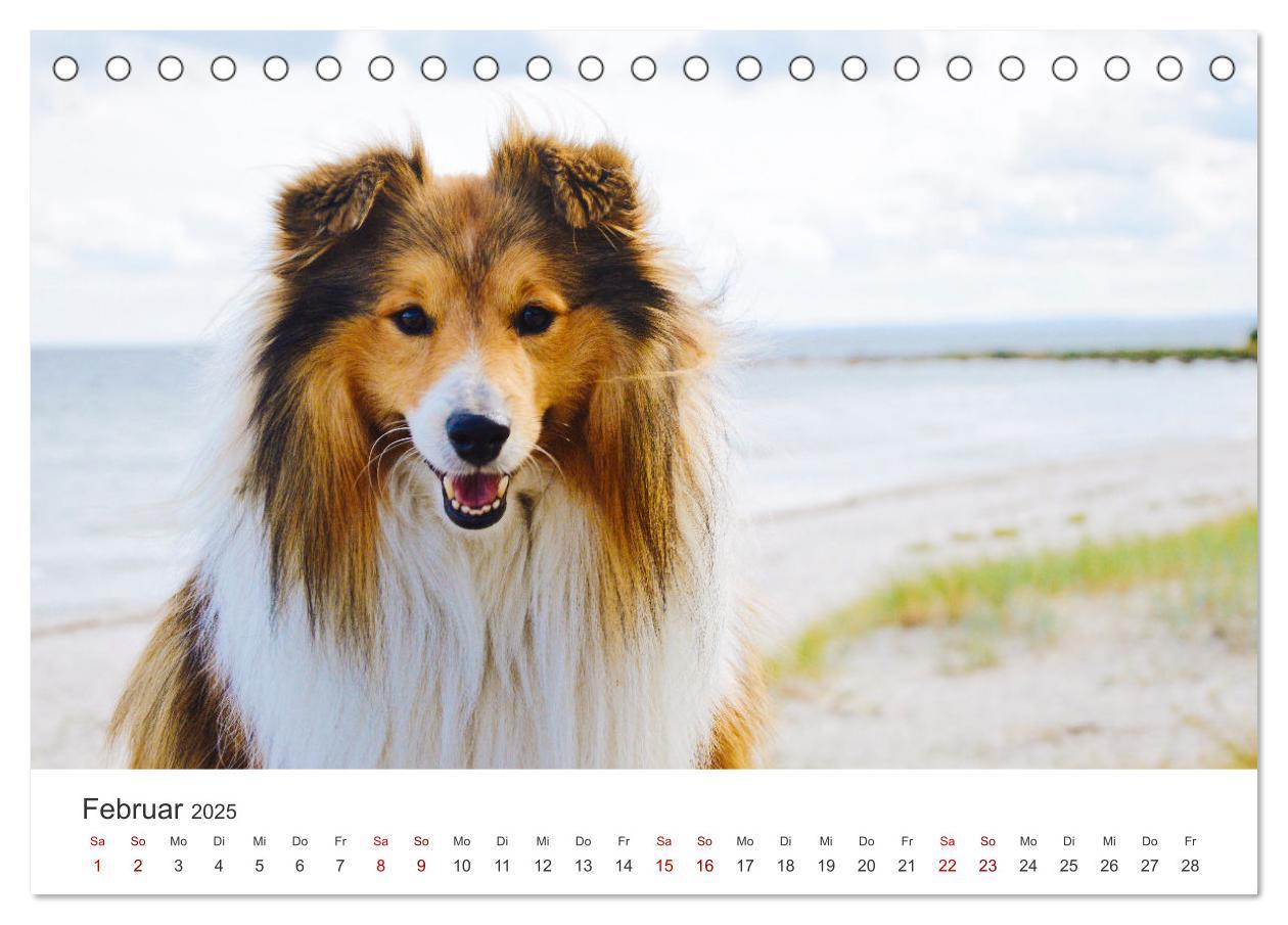 Bild: 9783383916519 | Shelties - Die zuckersüßen Vierbeiner. (Tischkalender 2025 DIN A5...