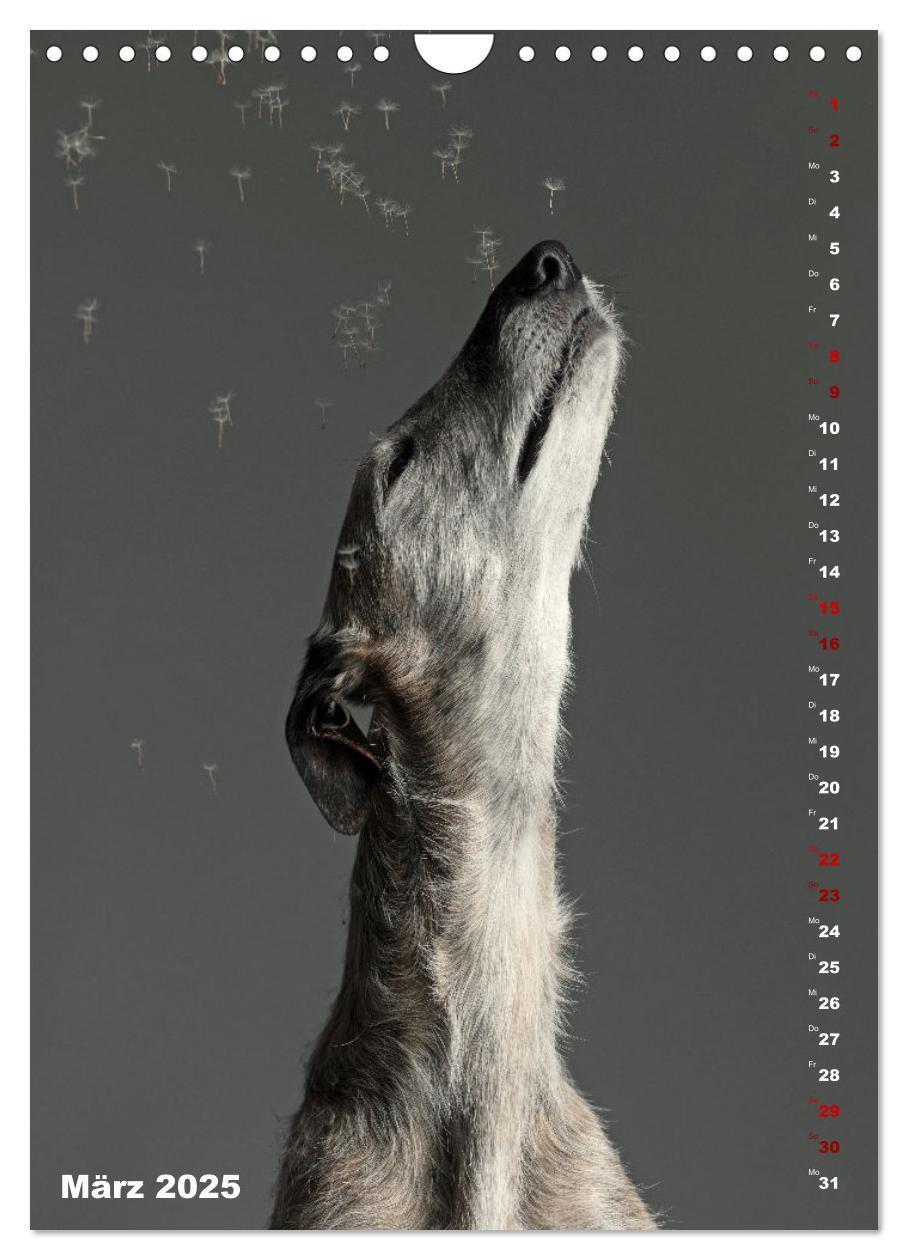 Bild: 9783457230862 | dogmuse deluxe (Wandkalender 2025 DIN A4 hoch), CALVENDO...