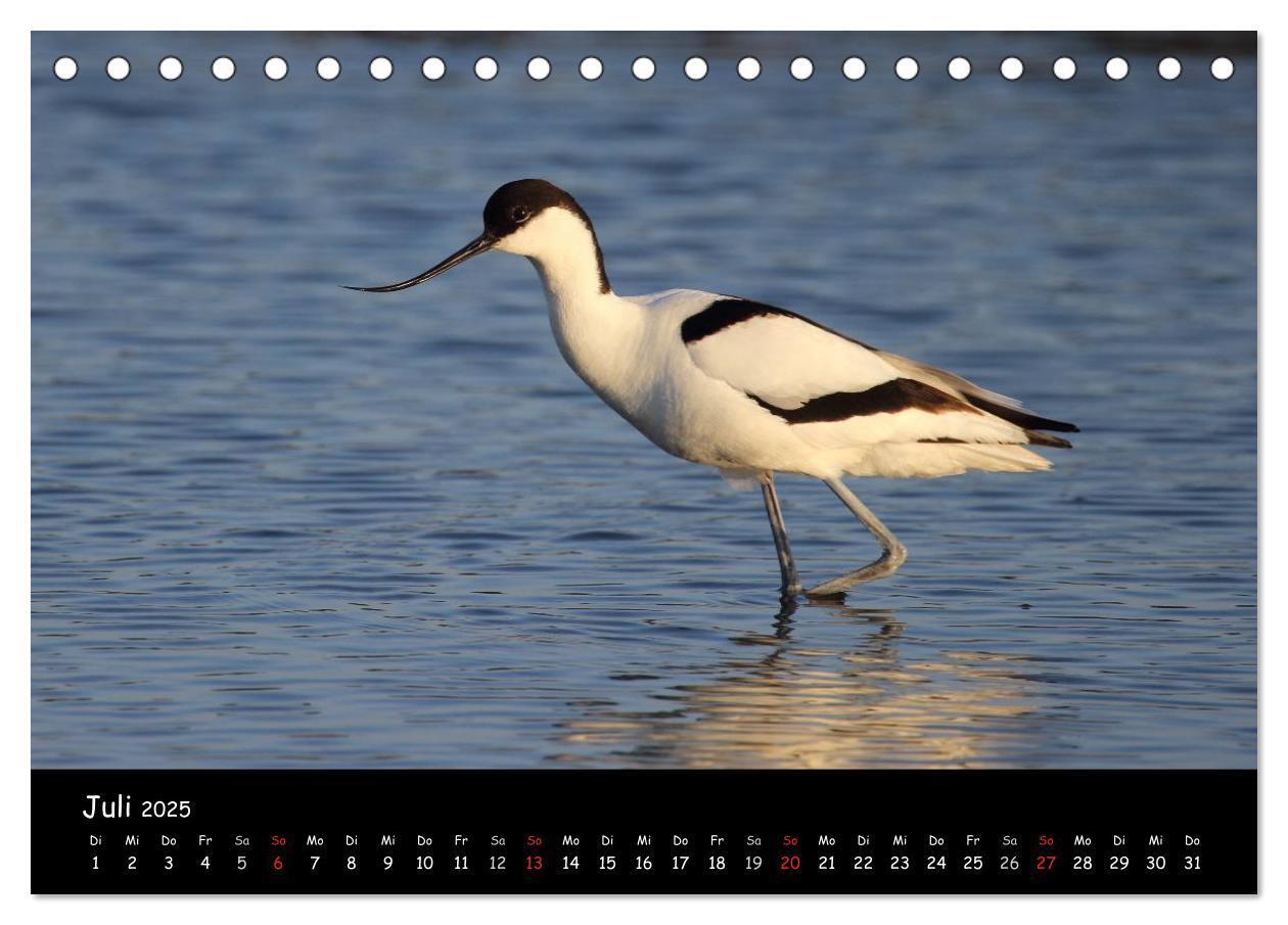 Bild: 9783435605958 | Vögel der Nordseeküste (Tischkalender 2025 DIN A5 quer), CALVENDO...