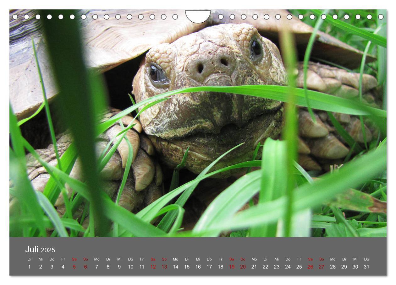 Bild: 9783435382927 | Landschildkröten (Wandkalender 2025 DIN A4 quer), CALVENDO...