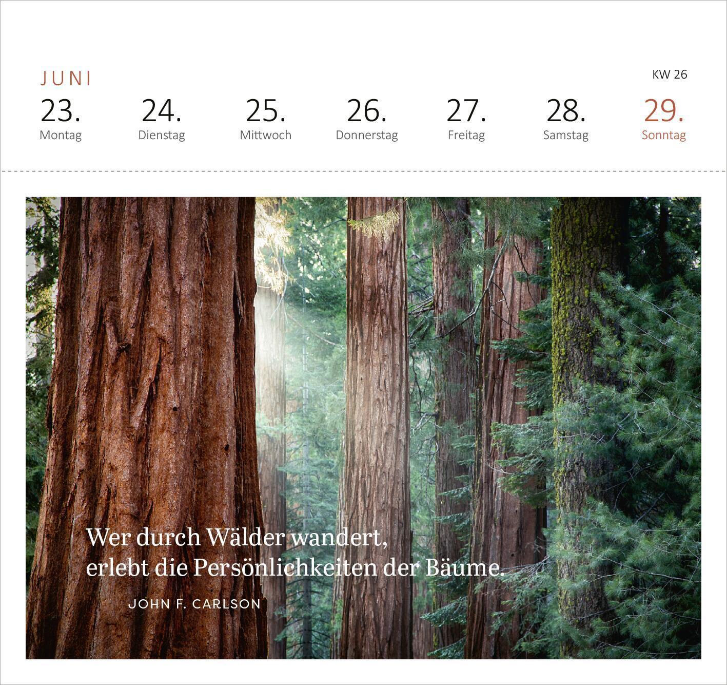 Bild: 4014489132905 | Postkartenkalender Wald und wunderbar 2025 | Kalender | 108 S. | 2025