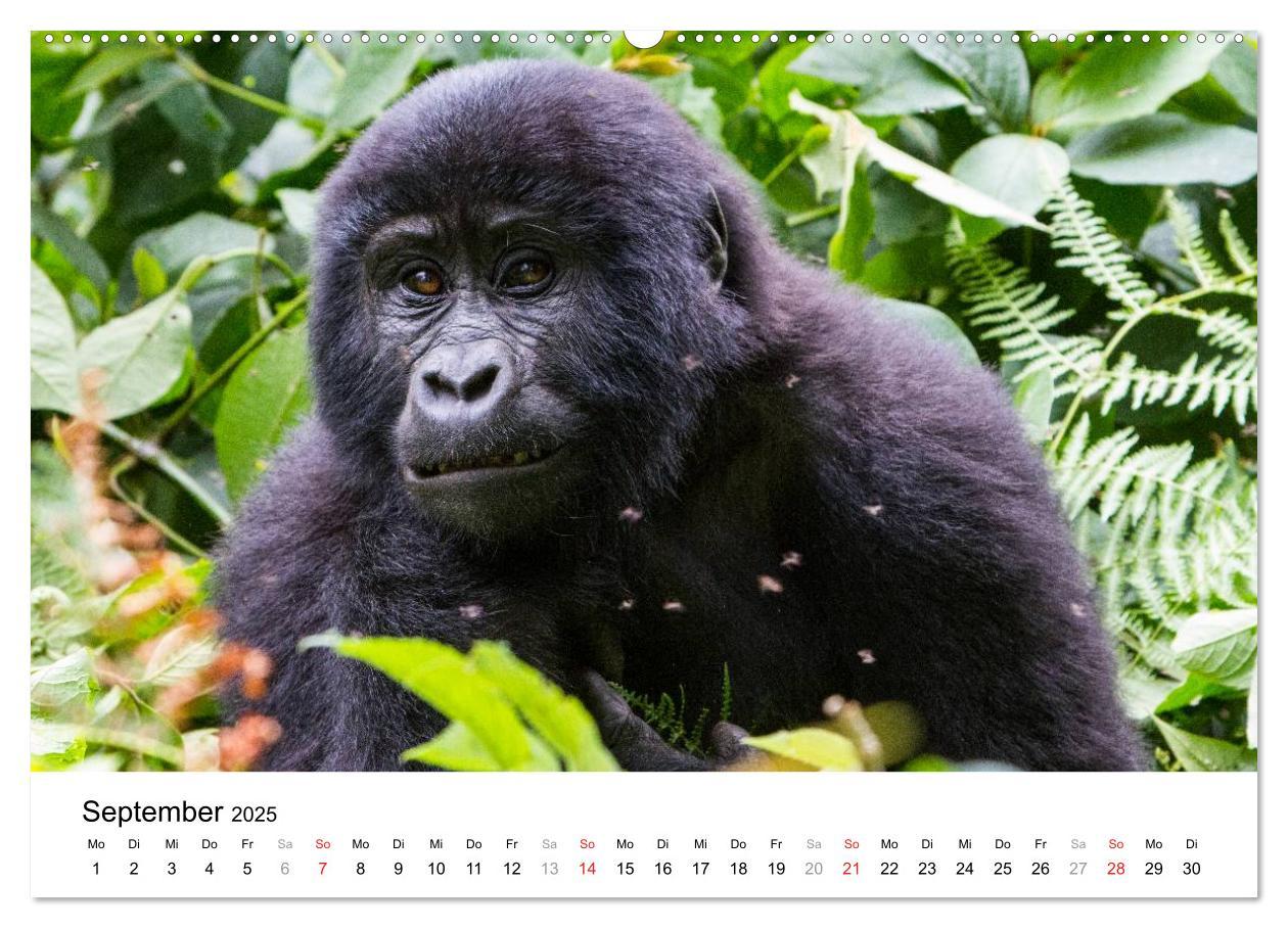 Bild: 9783435602650 | Uganda - die Perle Afrikas (Wandkalender 2025 DIN A2 quer),...