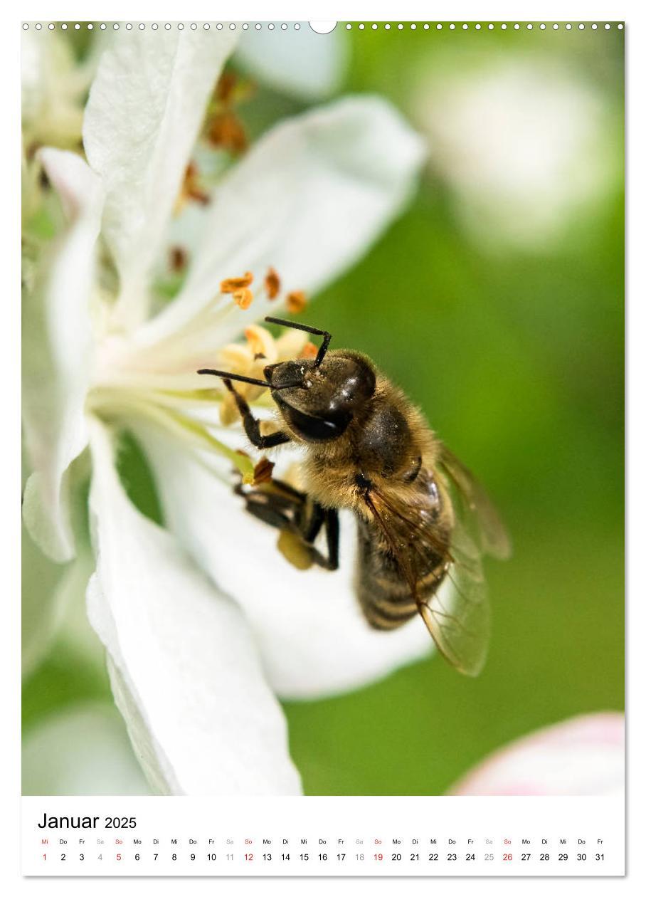 Bild: 9783435966219 | BIENEN - Kleine Nützlinge ganz nah (Wandkalender 2025 DIN A2 hoch),...