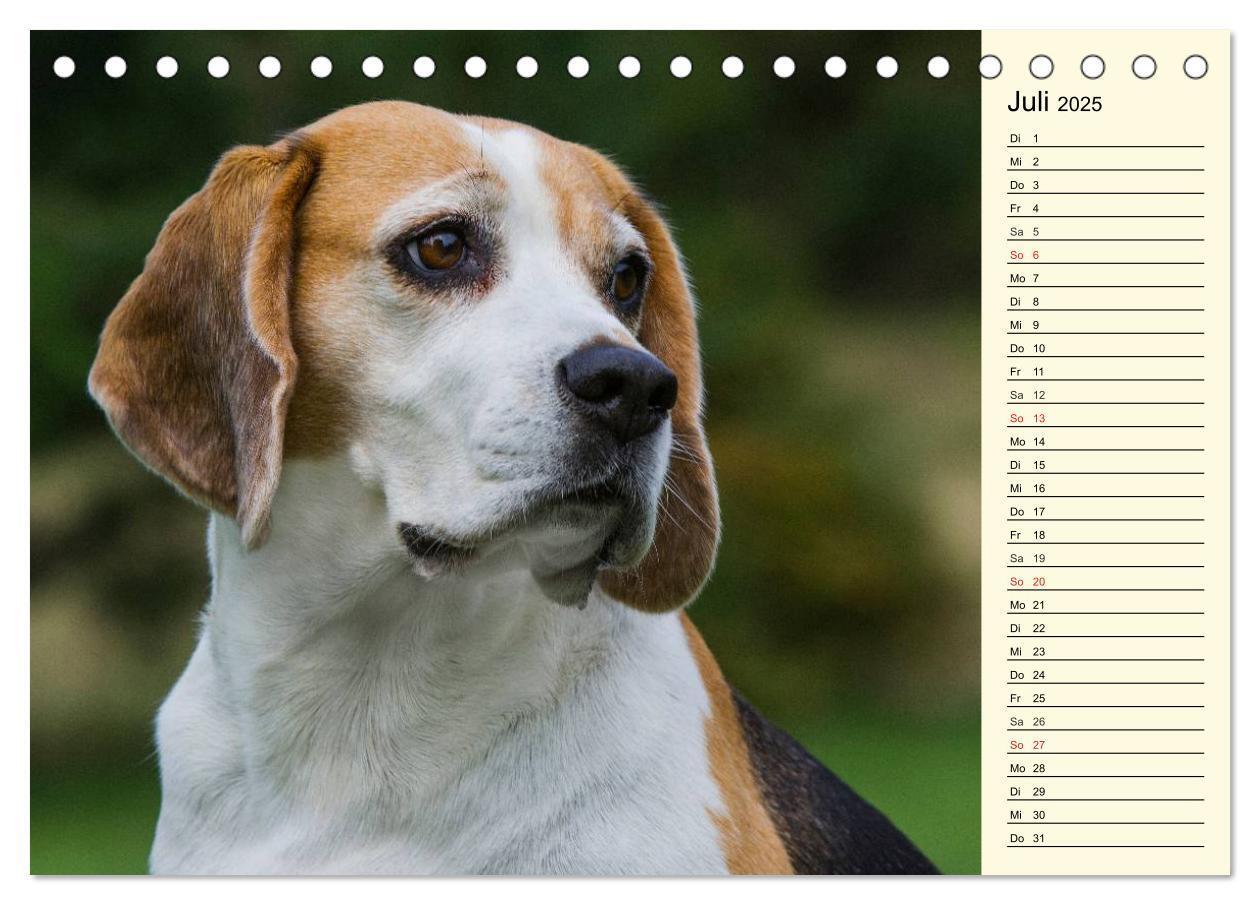 Bild: 9783435540396 | Beagle - Herz auf 4 Pfoten (Tischkalender 2025 DIN A5 quer),...