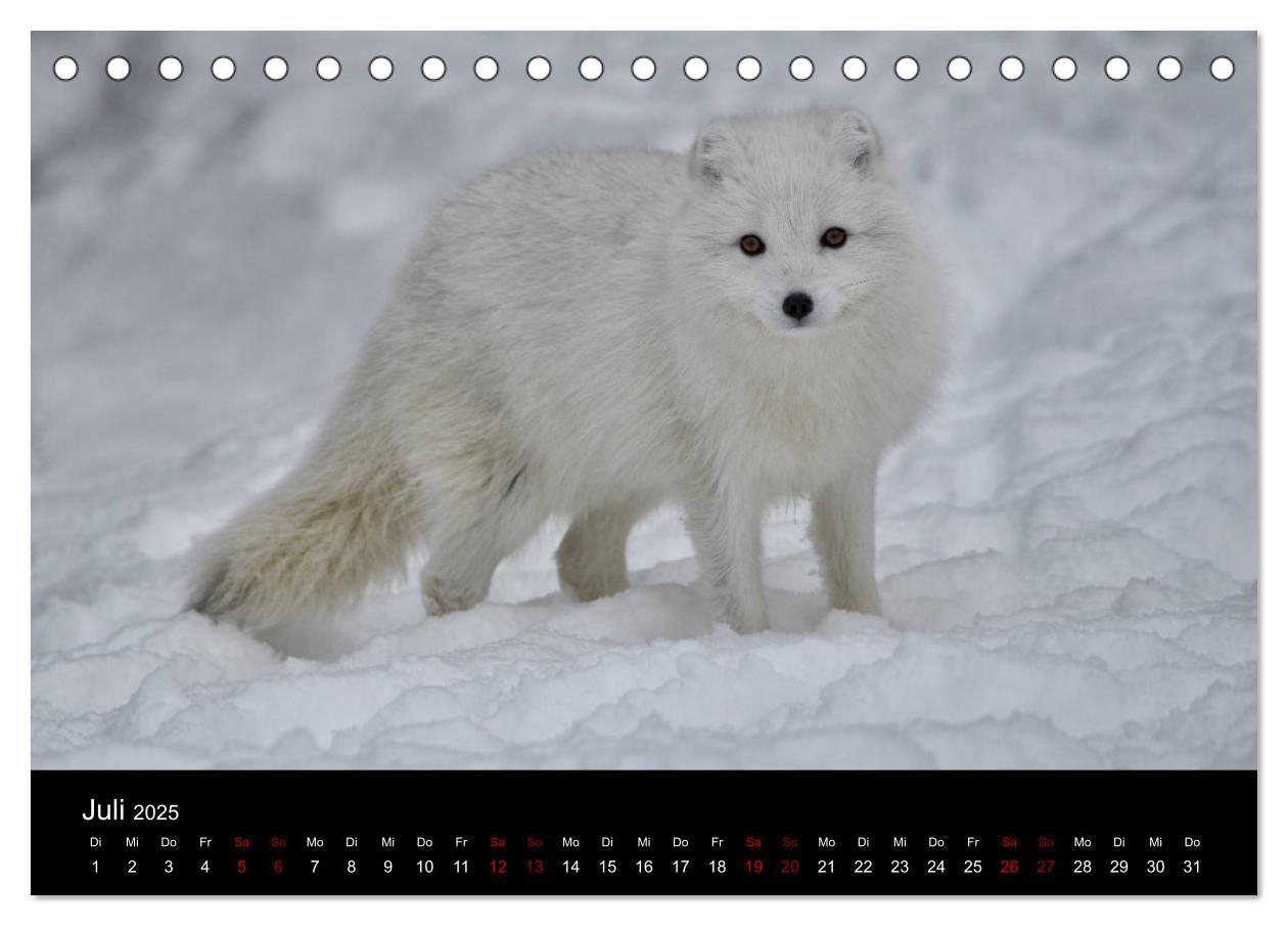 Bild: 9783435439867 | Polarfuchsstudien Wildlife (Tischkalender 2025 DIN A5 quer),...