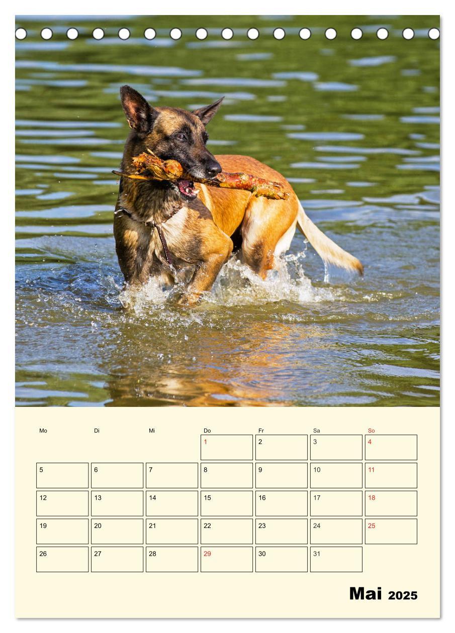 Bild: 9783435944293 | Familienplaner Tausendsassa Malinois (Tischkalender 2025 DIN A5...