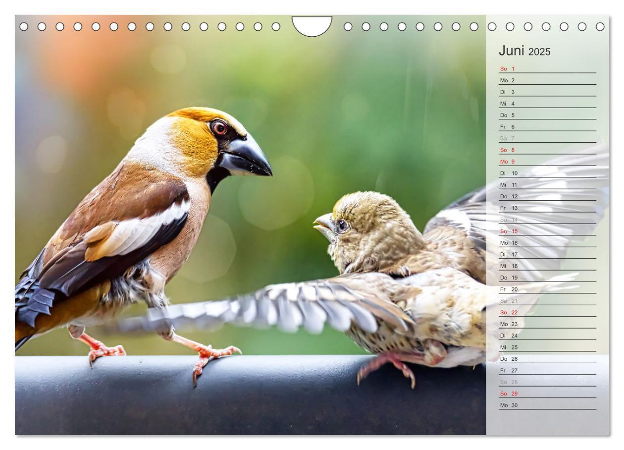 Bild: 9783383868689 | Finkenparade (Wandkalender 2025 DIN A4 quer), CALVENDO Monatskalender