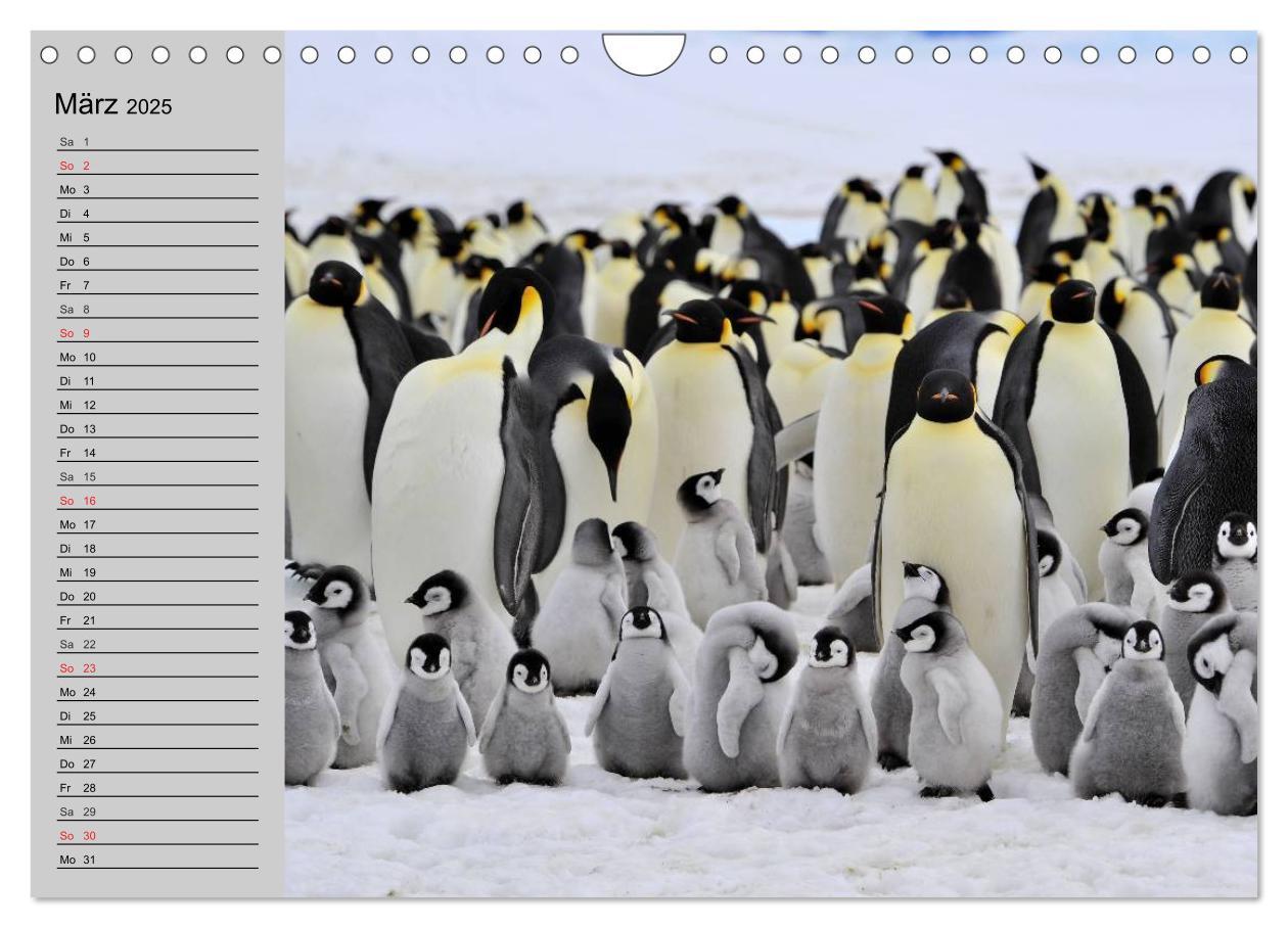 Bild: 9783435550708 | Pinguine - Watscheln im festlichen Kleid (Wandkalender 2025 DIN A4...