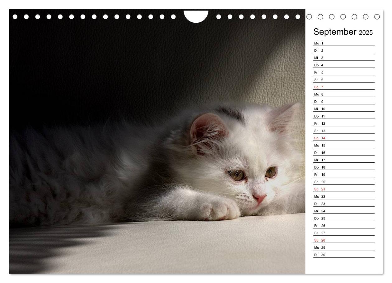 Bild: 9783435555758 | Aus der Kinderstube der Perserkatze (Wandkalender 2025 DIN A4...