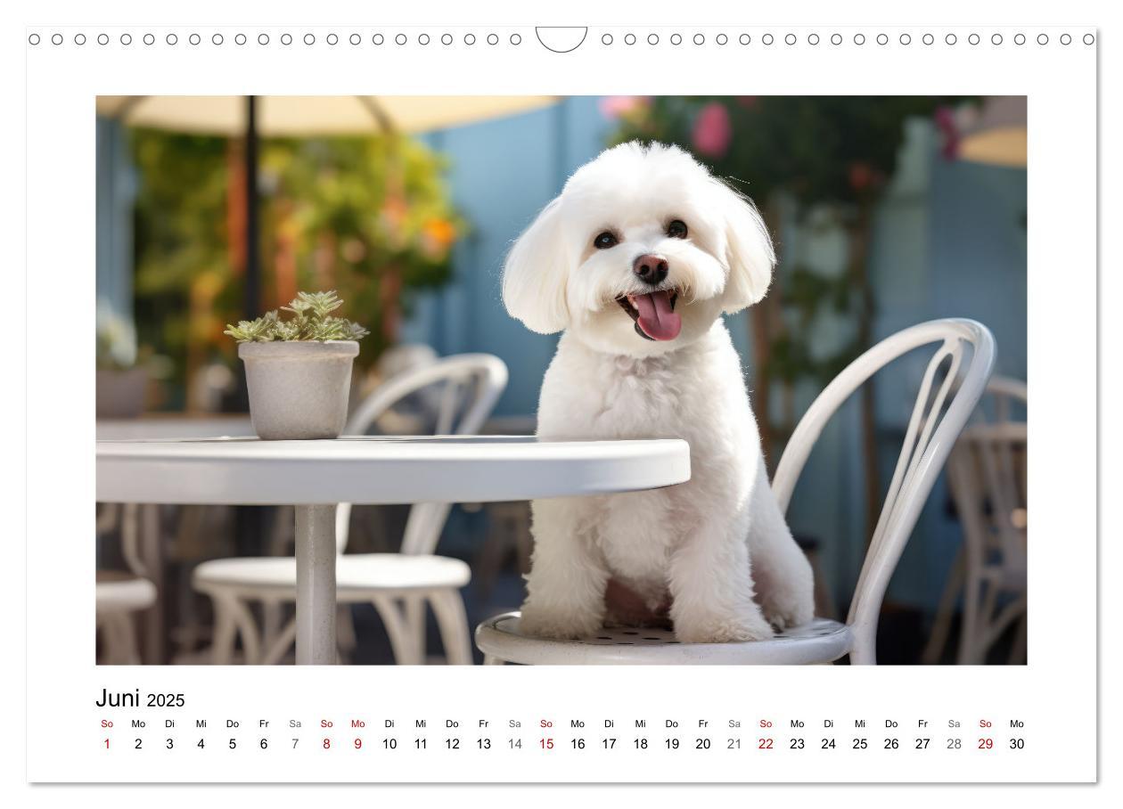 Bild: 9783383843716 | Bichon frisé, weiße Hündchen mit lockigem Haar (Wandkalender 2025...