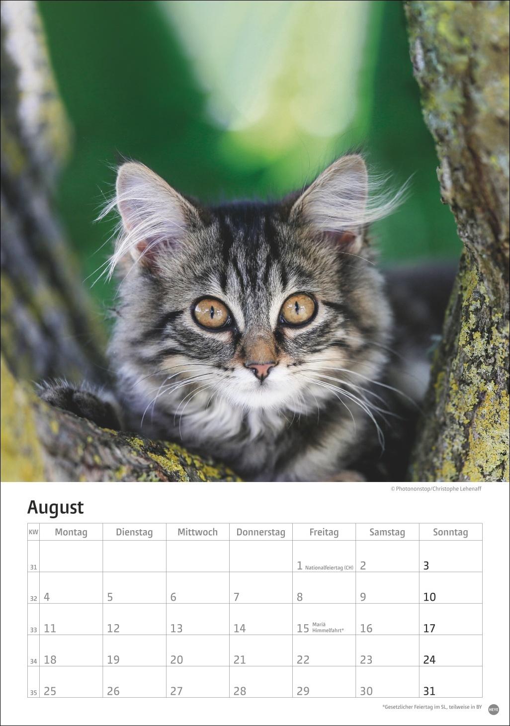 Bild: 9783756405589 | Katzen Kalender 2025 | Heye | Kalender | Spiralbindung | 13 S. | 2025