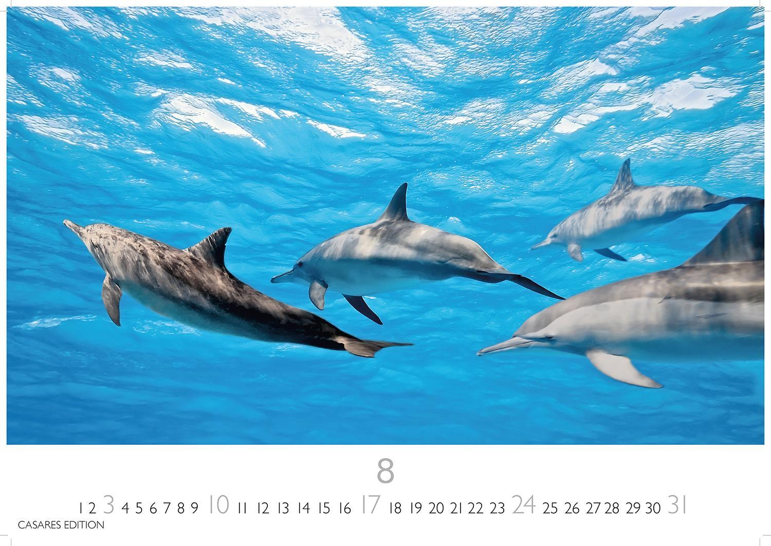 Bild: 9781835241264 | Wale und Delfine 2025 L 35x50cm | Kalender | 14 S. | Deutsch | 2025