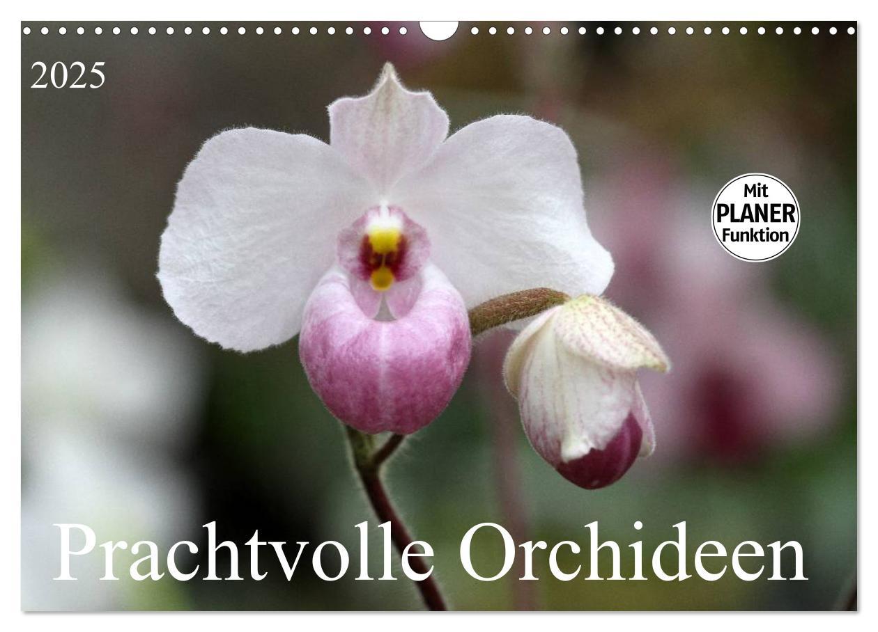 Cover: 9783435532780 | Prachtvolle Orchideen (Wandkalender 2025 DIN A3 quer), CALVENDO...