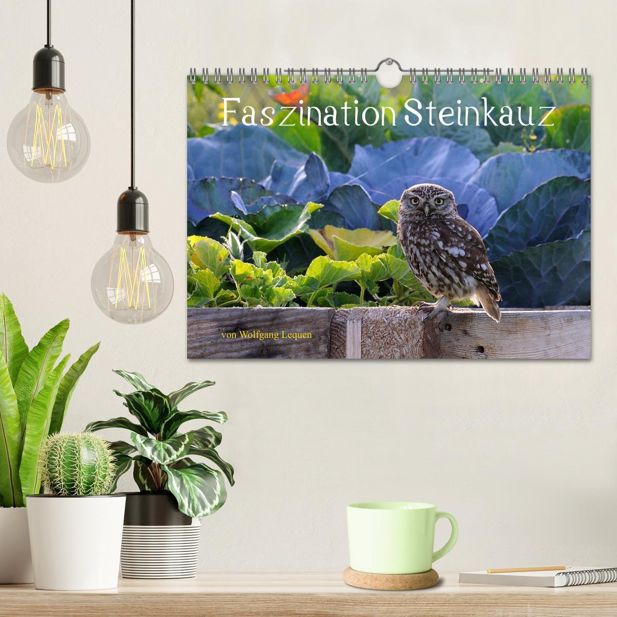 Bild: 9783435004201 | Faszination Steinkauz (Wandkalender 2025 DIN A4 quer), CALVENDO...