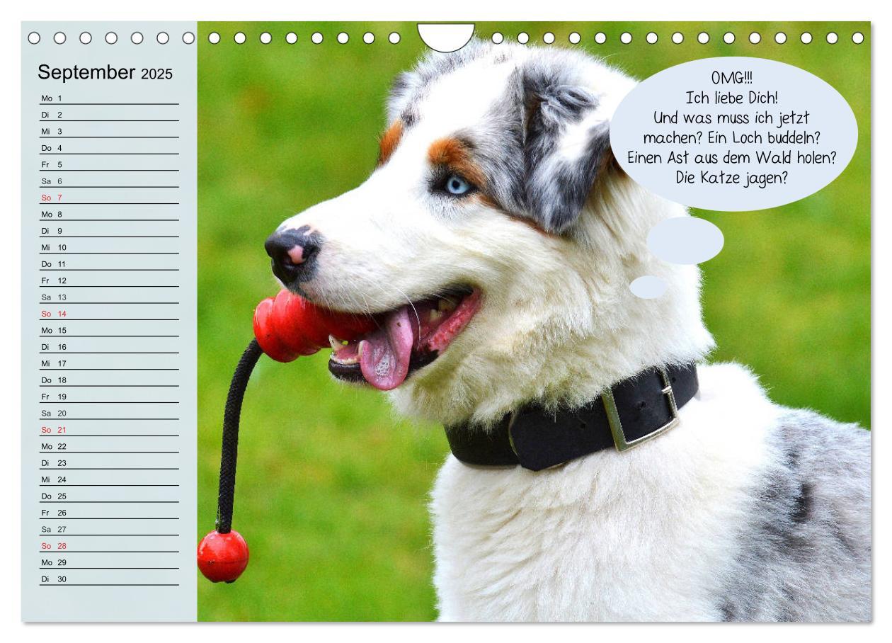 Bild: 9783435184897 | Hurra! Wir gehen Gassi! Abenteuer mit dem Hund! (Wandkalender 2025...