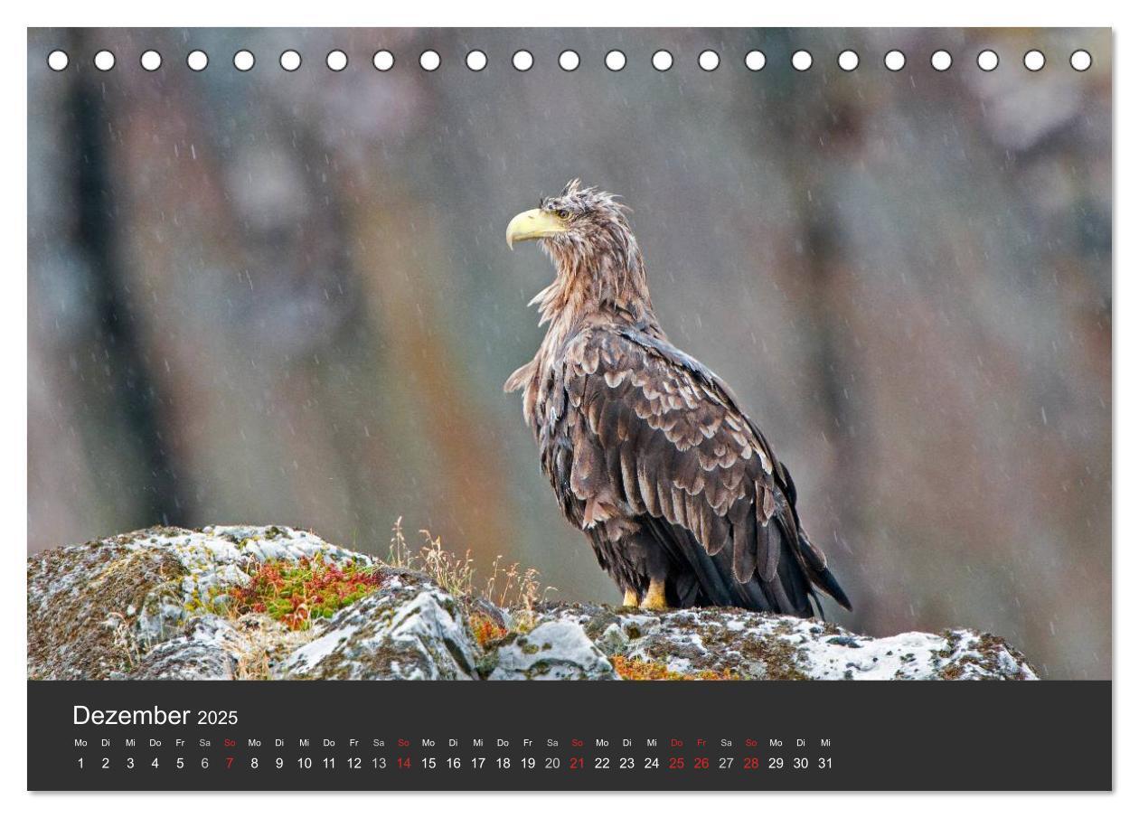 Bild: 9783435676323 | Vögel im Norden Europas (Tischkalender 2025 DIN A5 quer), CALVENDO...