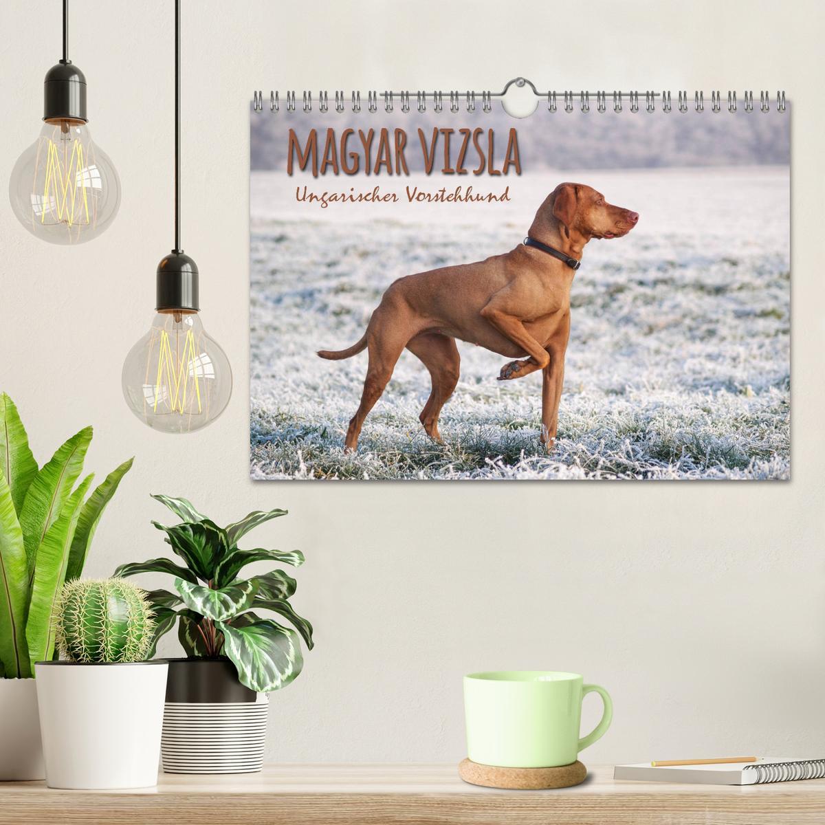 Bild: 9783435307920 | Magyar Vizsla - Ungarischer Vorstehhund (Wandkalender 2025 DIN A4...