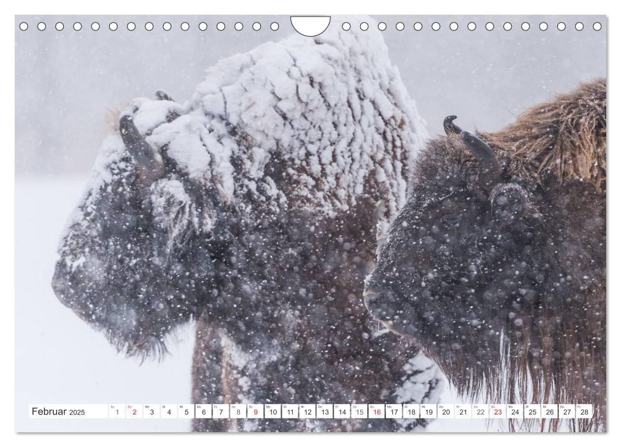 Bild: 9783435616510 | Emotionale Momente: Der Wisent. (Wandkalender 2025 DIN A4 quer),...