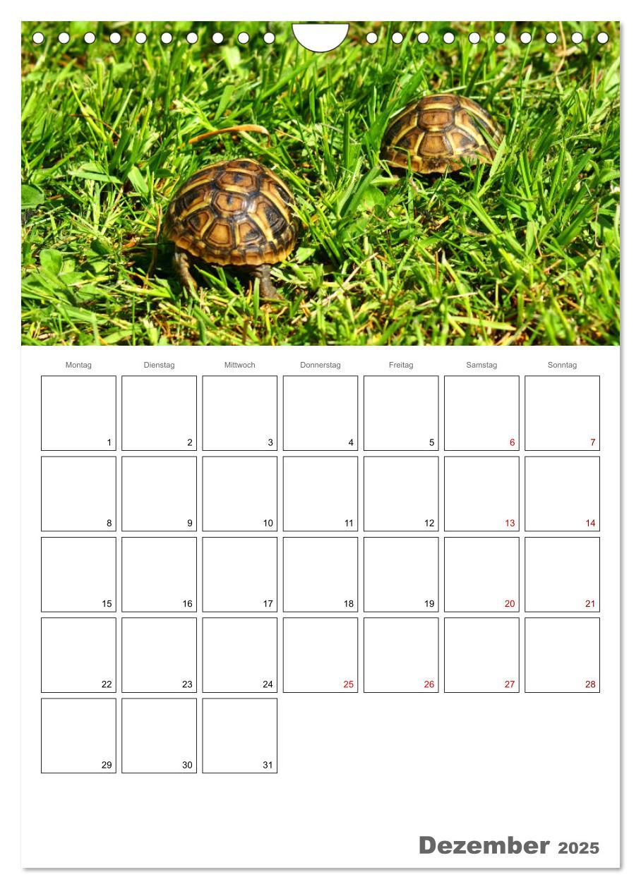 Bild: 9783457004876 | Langsame Schildkröten (Wandkalender 2025 DIN A4 hoch), CALVENDO...