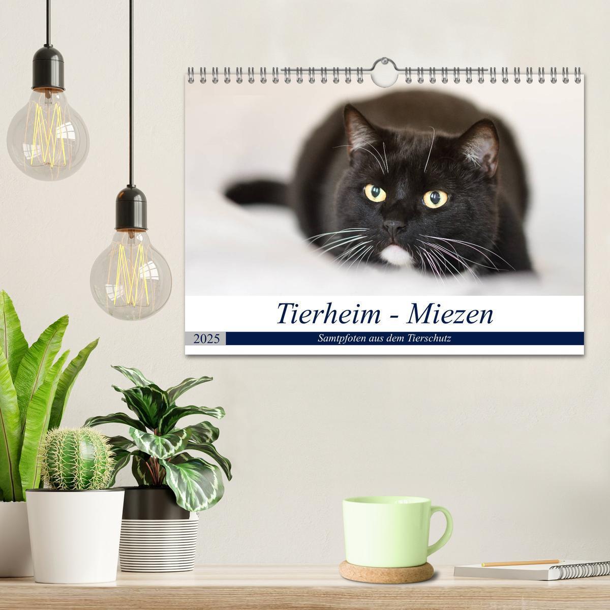 Bild: 9783435562121 | Tierheim - Miezen (Wandkalender 2025 DIN A4 quer), CALVENDO...