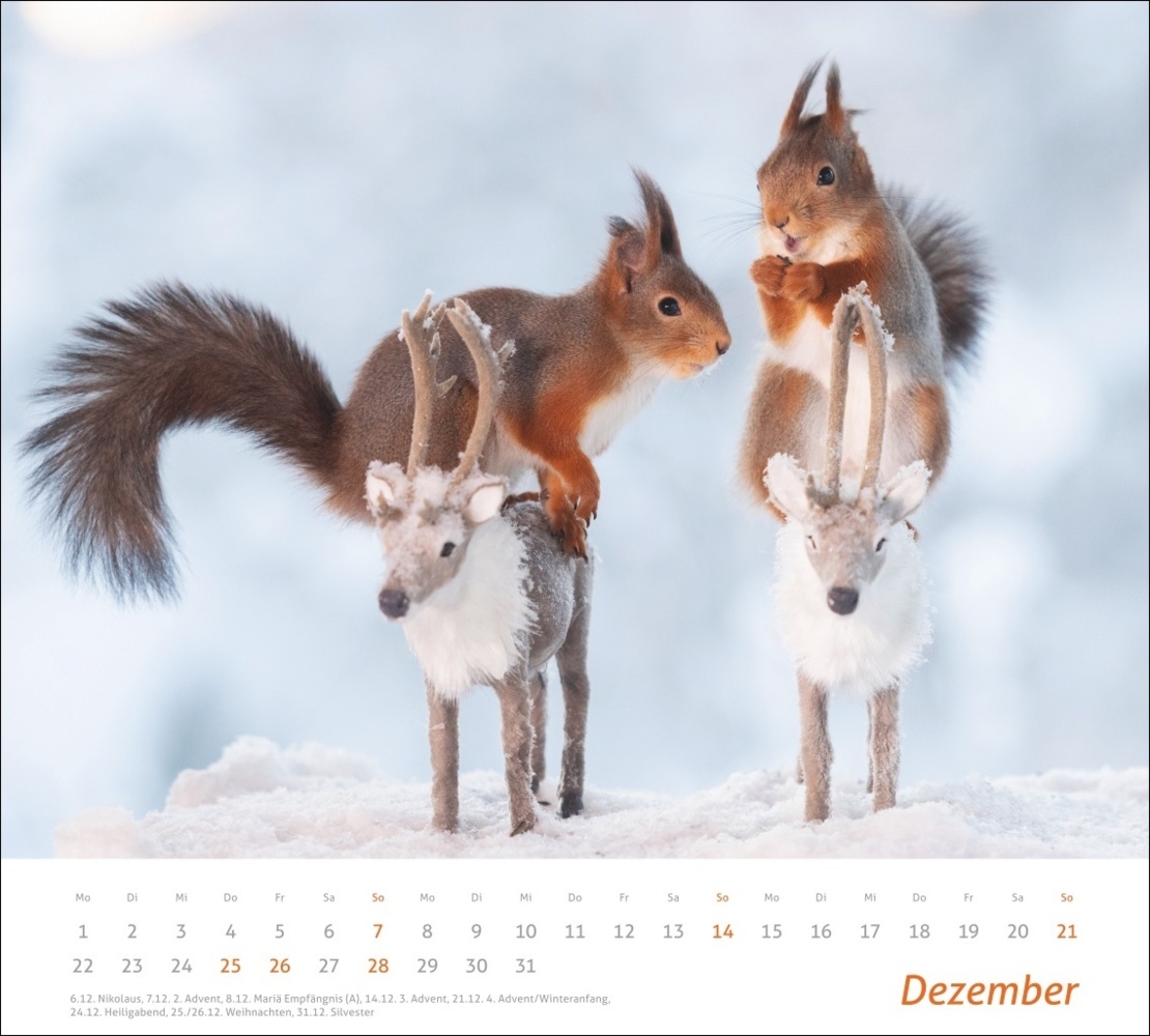 Bild: 9783756406869 | Eichhörnchen Bildkalender 2025 | Geert Weggen | Kalender | 14 S.