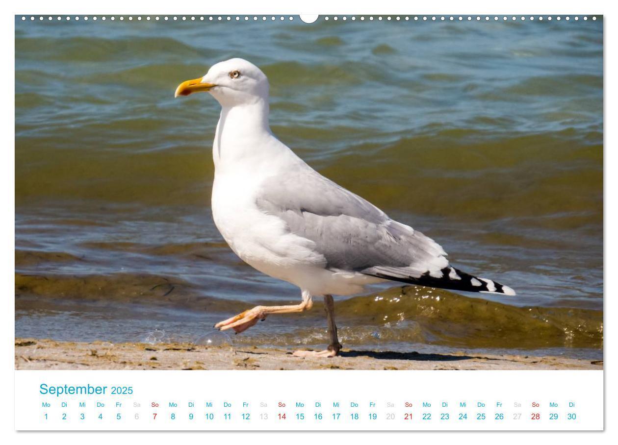 Bild: 9783435795444 | Der Darß Kalender (Wandkalender 2025 DIN A2 quer), CALVENDO...