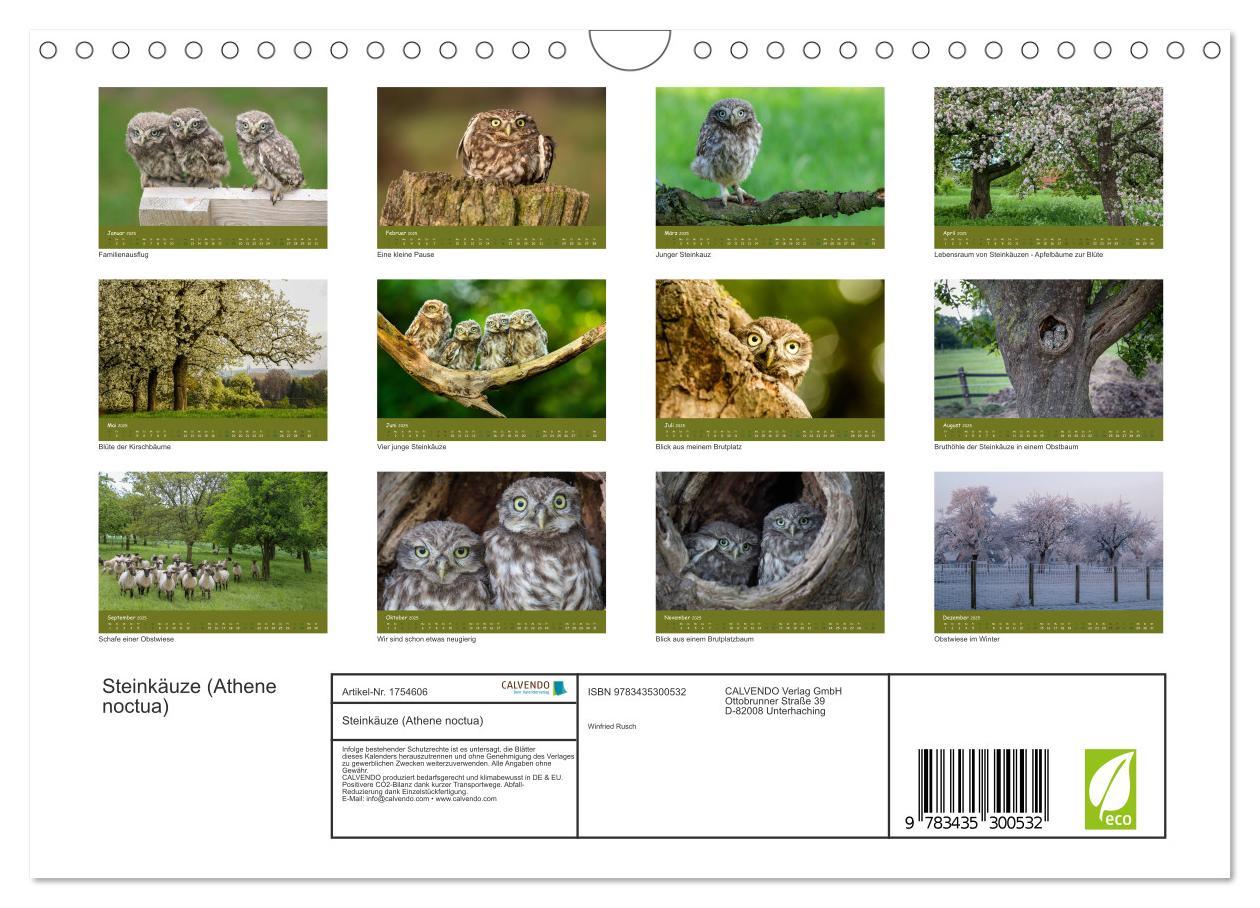 Bild: 9783435300532 | Steinkäuze (Athene noctua) (Wandkalender 2025 DIN A4 quer),...