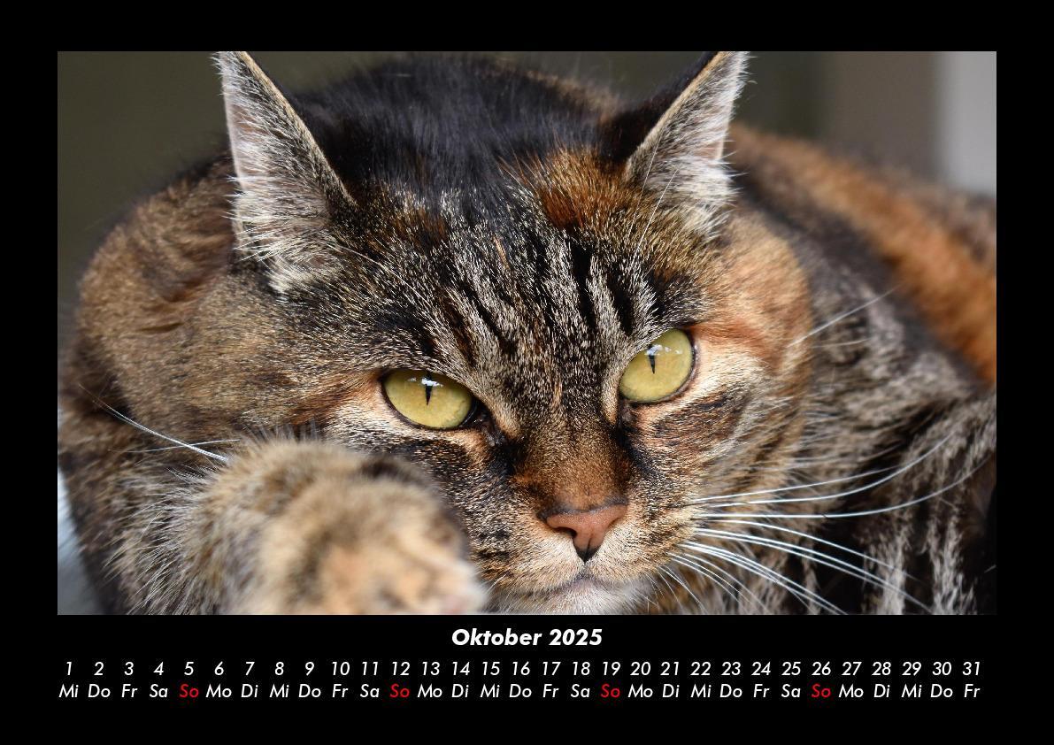 Bild: 9783755979449 | Katzen 2025 Fotokalender DIN A3 | Tobias Becker | Kalender | Kalender