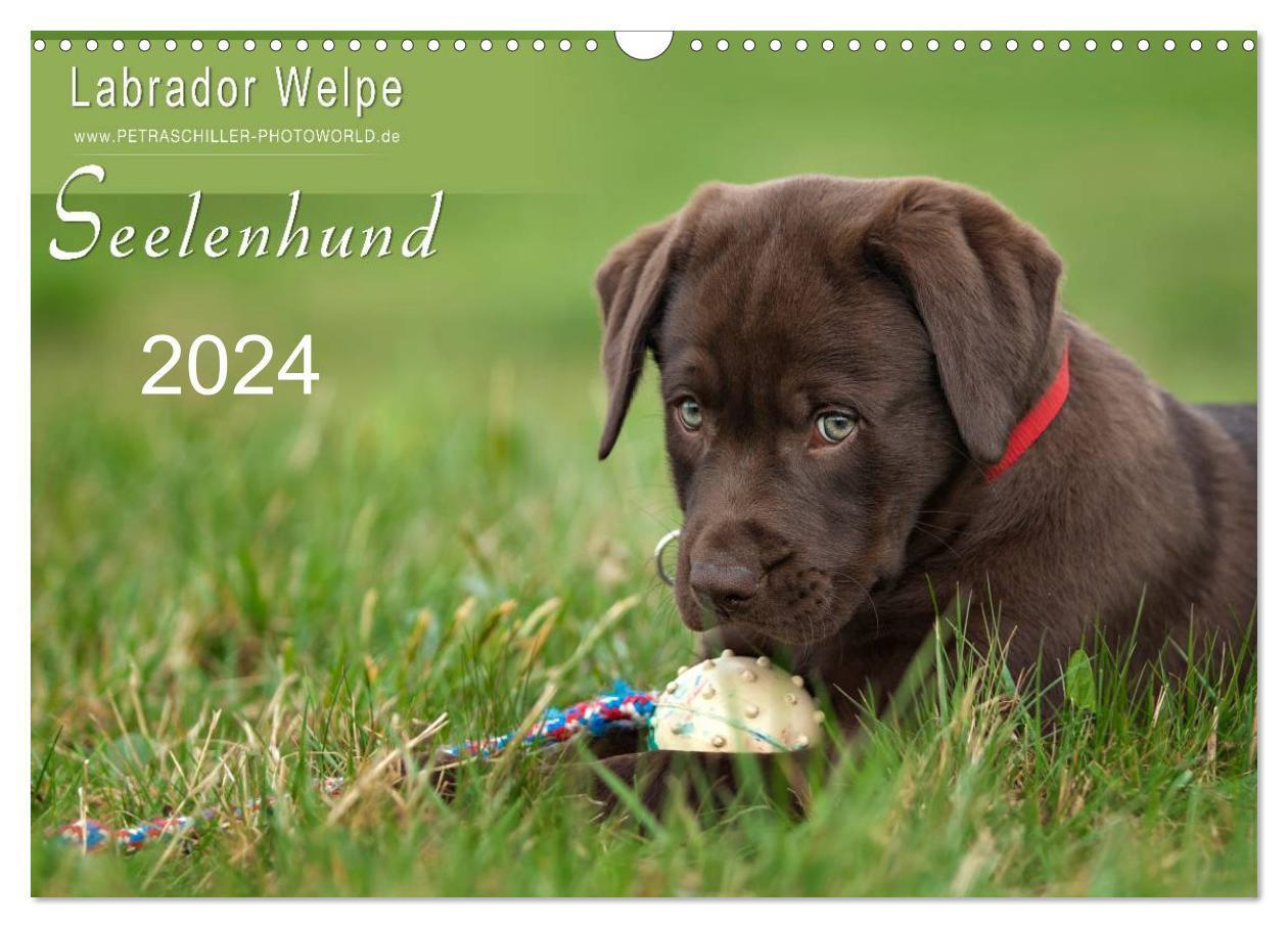 Cover: 9783675902800 | Labrador Welpe ¿ Seelenhund (Wandkalender 2024 DIN A3 quer),...