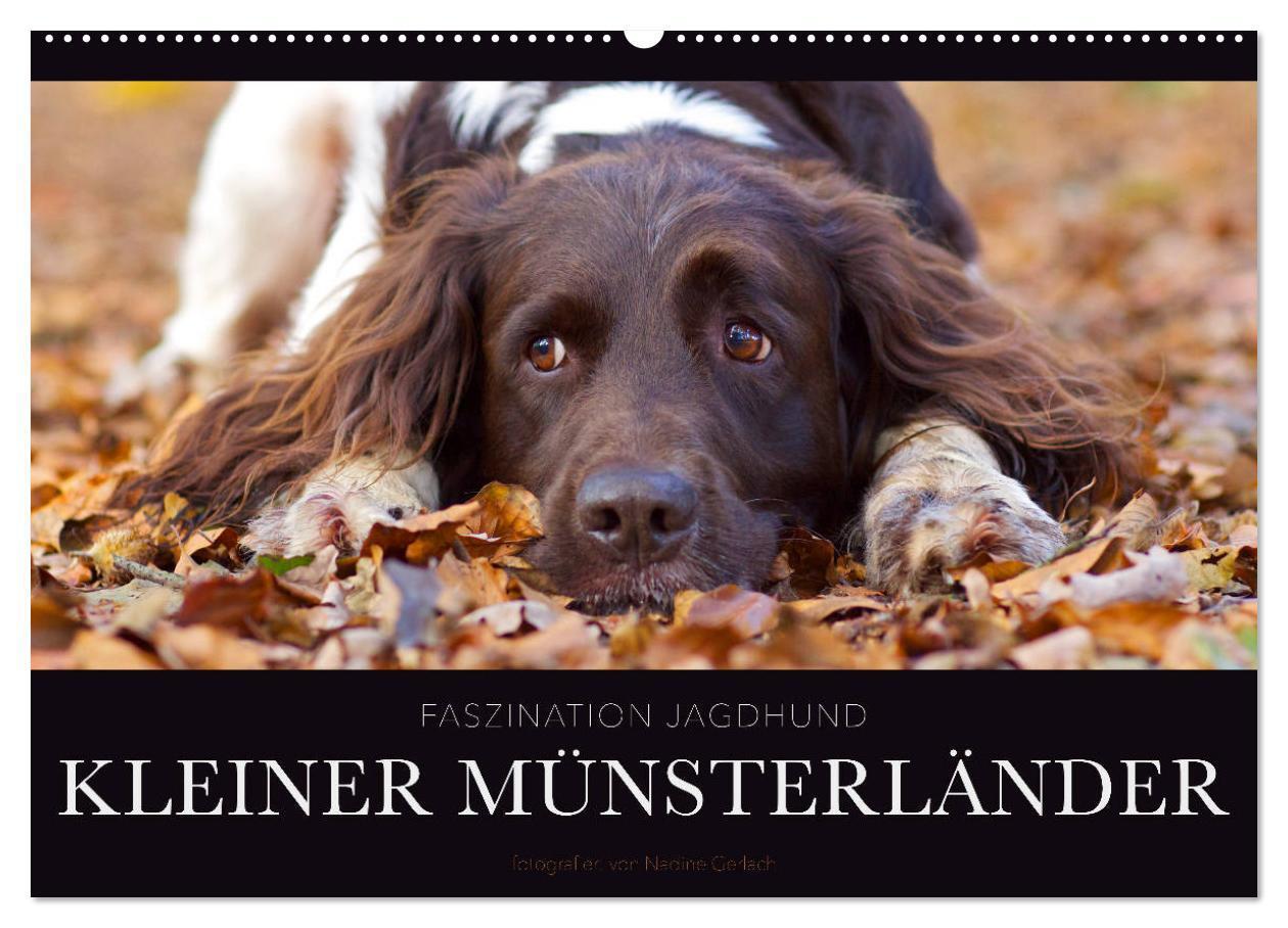 Cover: 9783675691285 | Faszination Jagdhund - Kleiner Münsterländer (Wandkalender 2024 DIN...