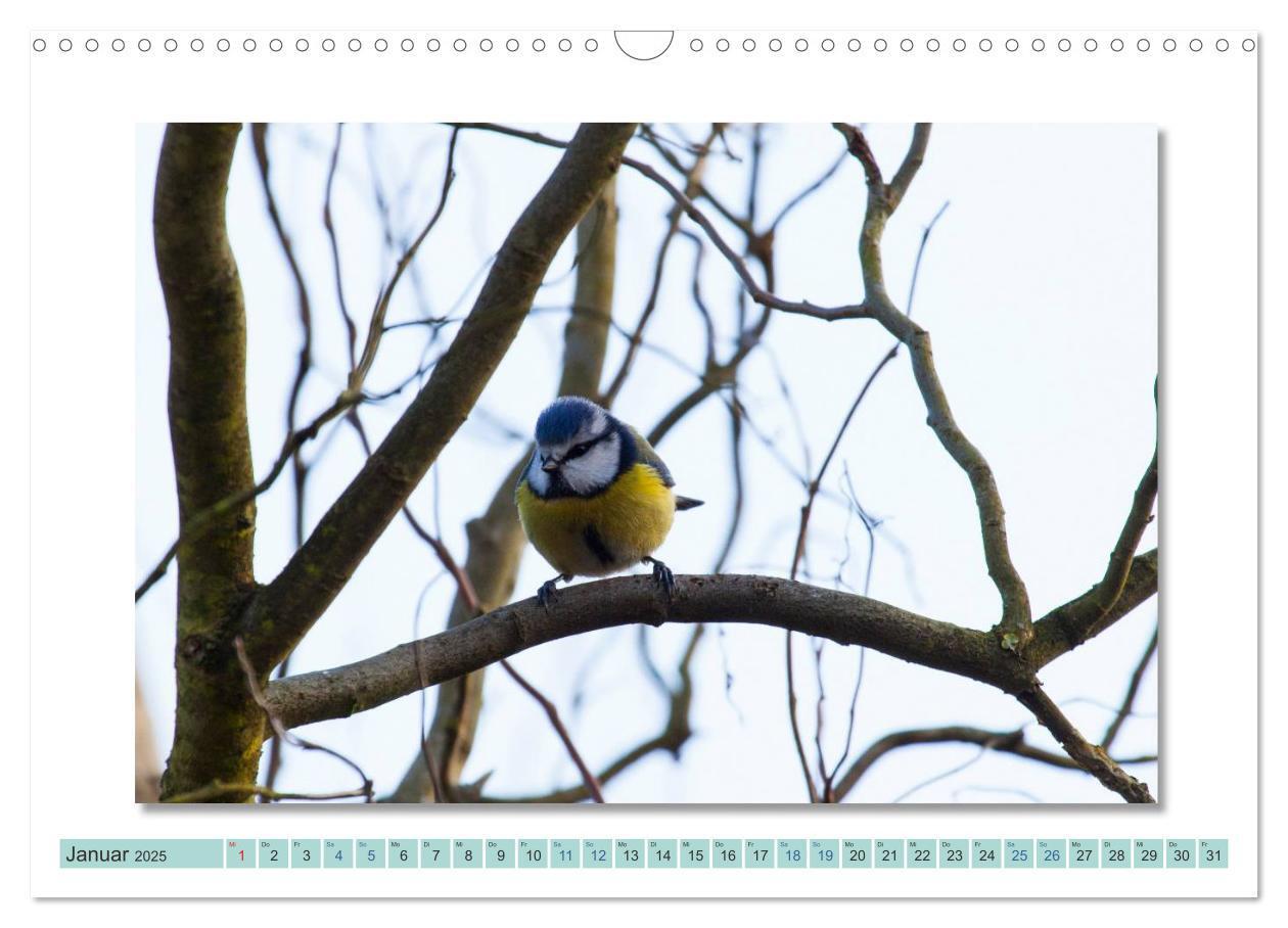 Bild: 9783435535842 | Augenblicke im Müritz Nationalpark (Wandkalender 2025 DIN A3 quer),...