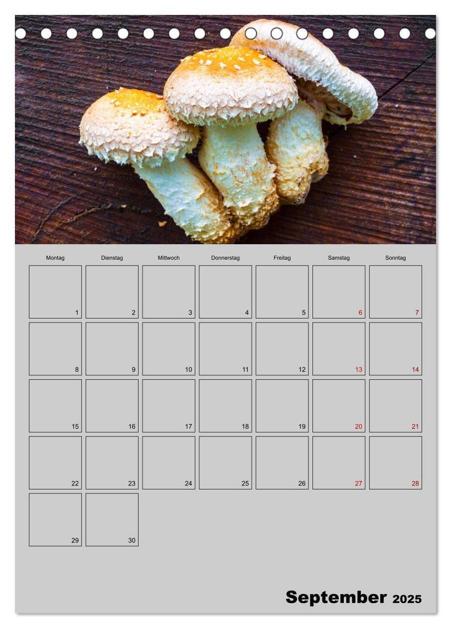 Bild: 9783435942367 | Quer durch die Pilze (Tischkalender 2025 DIN A5 hoch), CALVENDO...