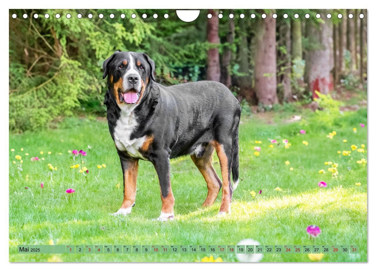 Bild: 9783457217979 | Große Schweizer - Gigantische Sennenhunde (Wandkalender 2025 DIN A4...