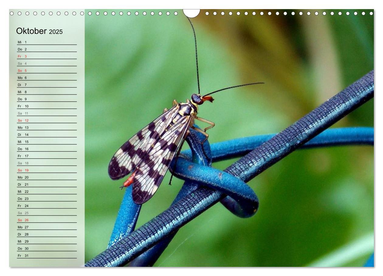 Bild: 9783435488971 | Die geheimnisvolle Welt der Insekten (Wandkalender 2025 DIN A3...