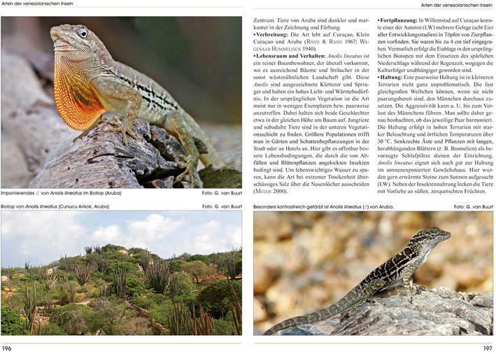 Bild: 9783866590915 | Anolis | Im Biotop und Terrarium | Axel Flaschendräger (u. a.) | Buch