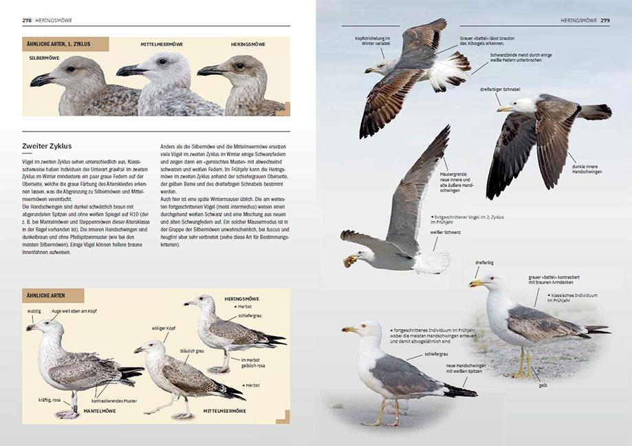 Bild: 9783258083537 | Die Möwen Europas, Nordafrikas und Vorderasiens | Adriaens (u. a.)