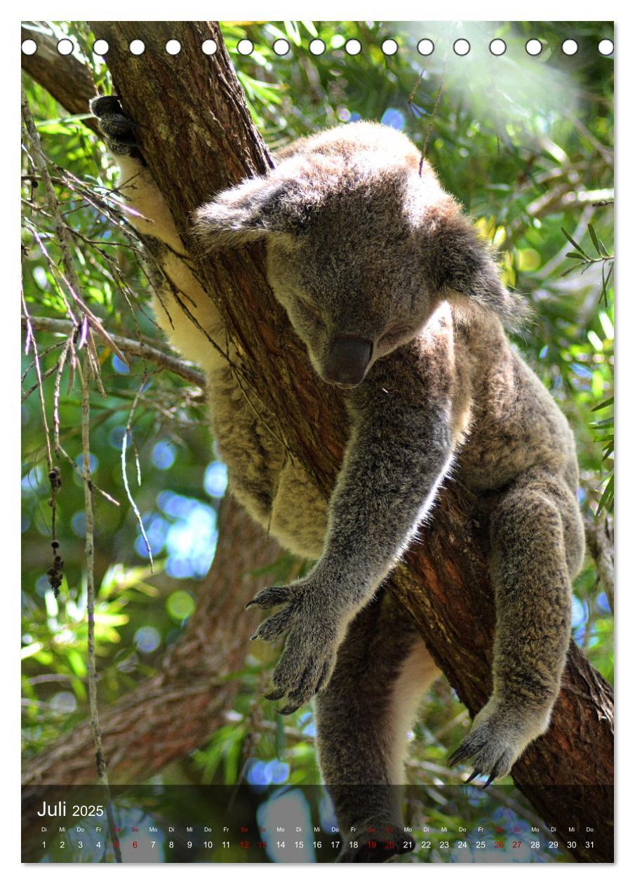 Bild: 9783435910946 | Koalas auf den Pelz gerückt (Tischkalender 2025 DIN A5 hoch),...