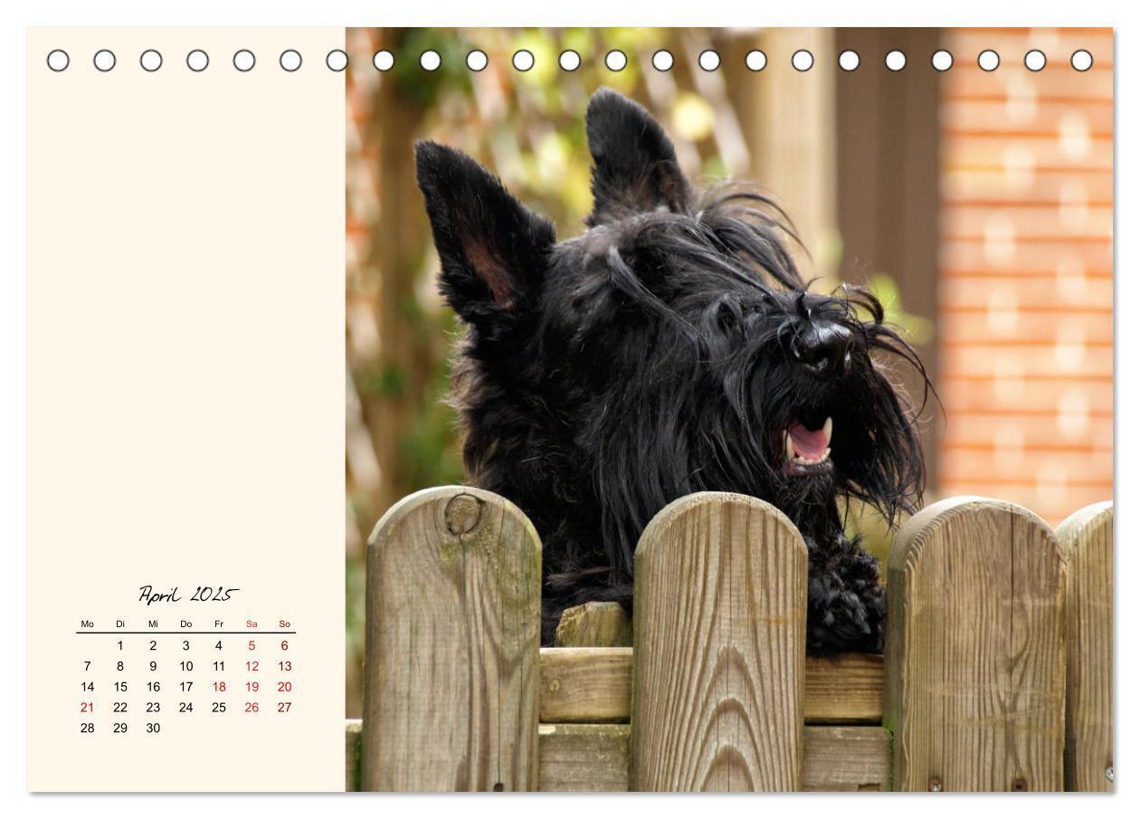 Bild: 9783435339372 | Scottish Terrier - Charmantes Rauhbein (Tischkalender 2025 DIN A5...