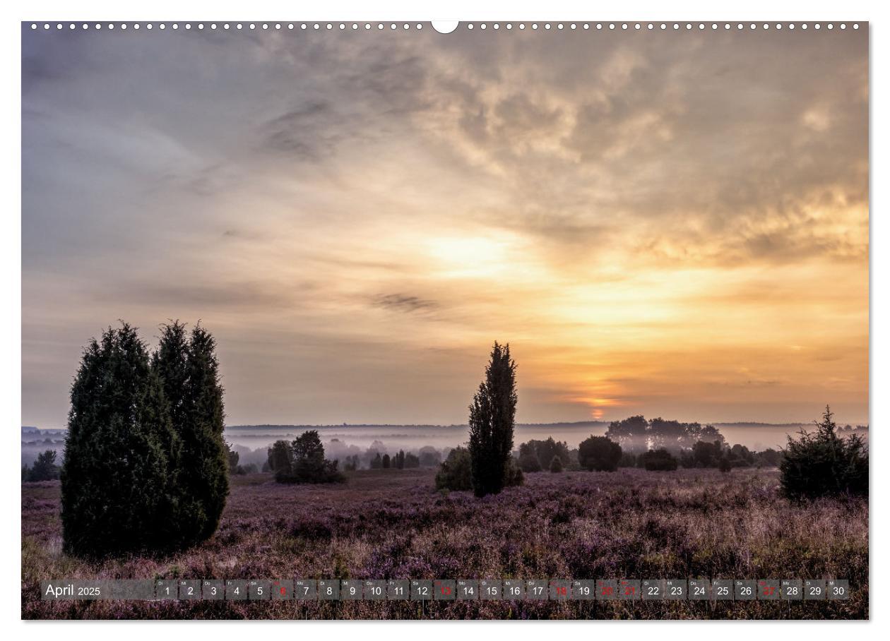 Bild: 9783383852541 | Die Lüneburger Heide - In voller Blüte (Wandkalender 2025 DIN A2...