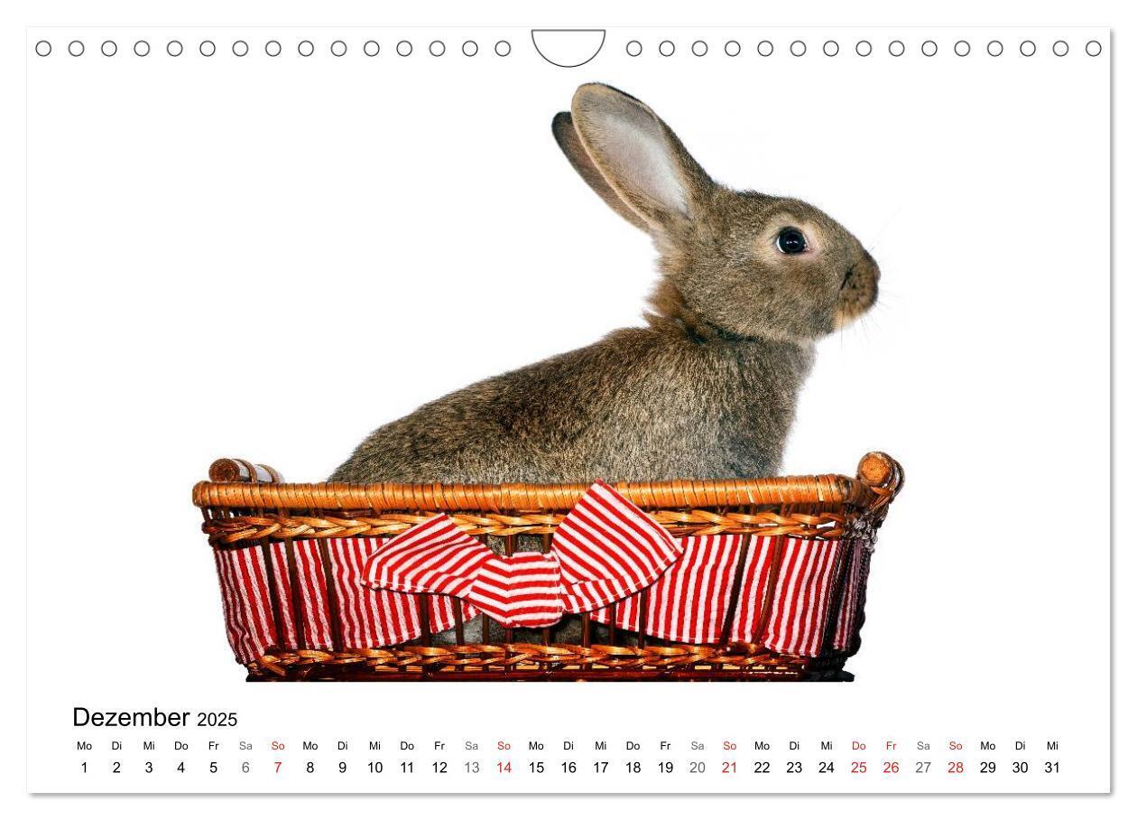 Bild: 9783435761371 | Lustige Kaninchen (Wandkalender 2025 DIN A4 quer), CALVENDO...