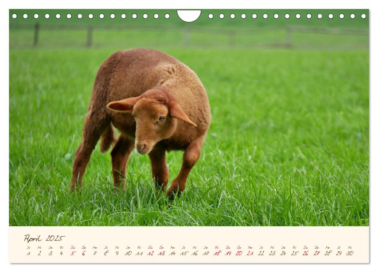 Bild: 9783435173259 | Coburger Fuchsschaf (Wandkalender 2025 DIN A4 quer), CALVENDO...