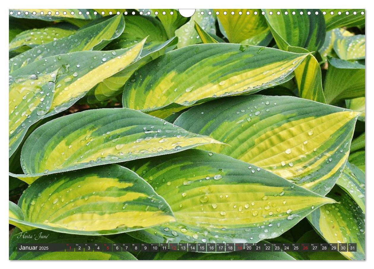 Bild: 9783435576388 | Hosta Staude mit Herz (Wandkalender 2025 DIN A3 quer), CALVENDO...