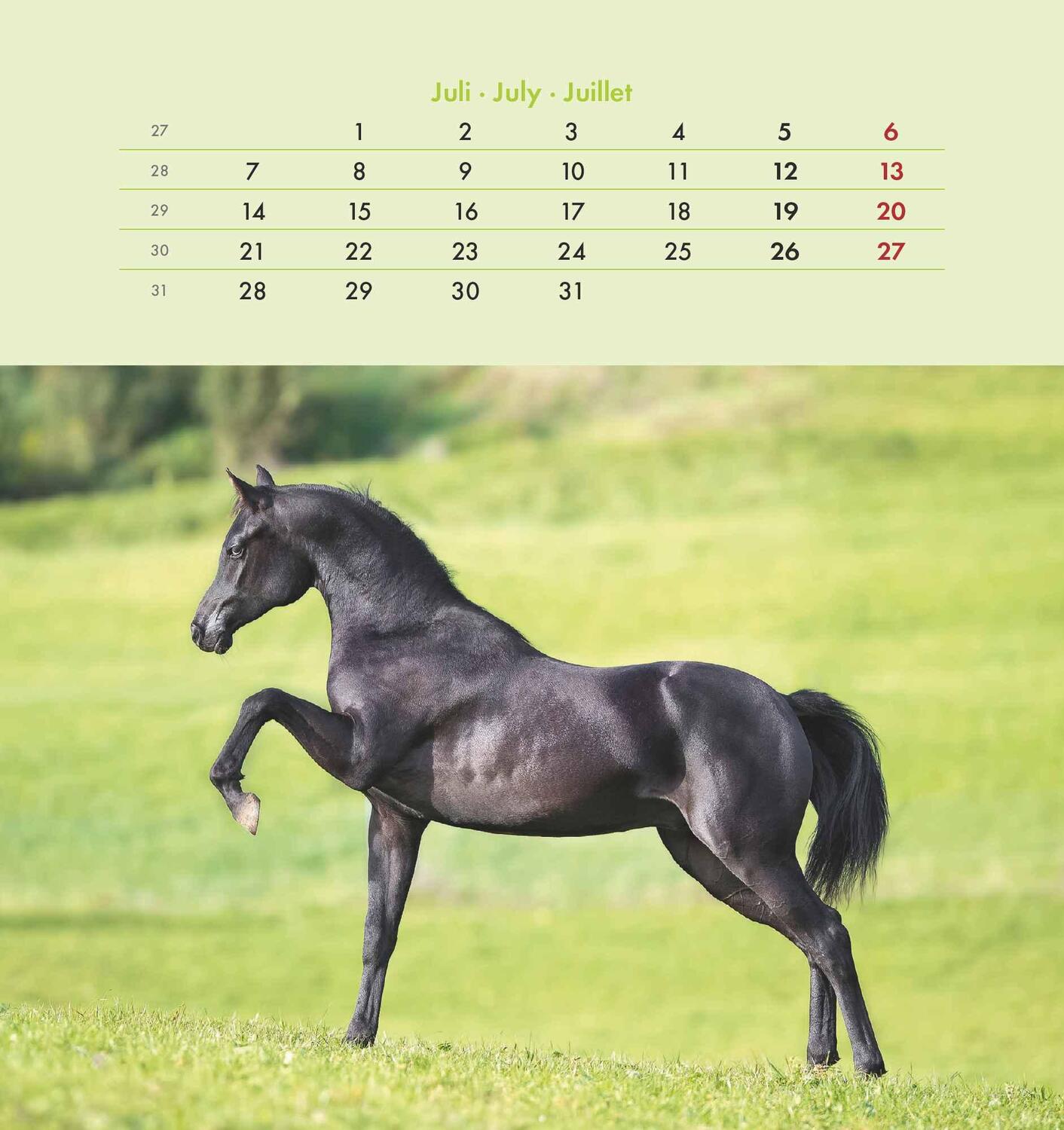 Bild: 4251732342302 | Pferde 2025 - Postkartenkalender 16x17 cm - Horses - zum Aufstellen...