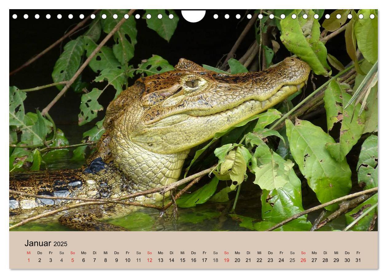 Bild: 9783435720507 | Brasilien. Impressionen (Wandkalender 2025 DIN A4 quer), CALVENDO...