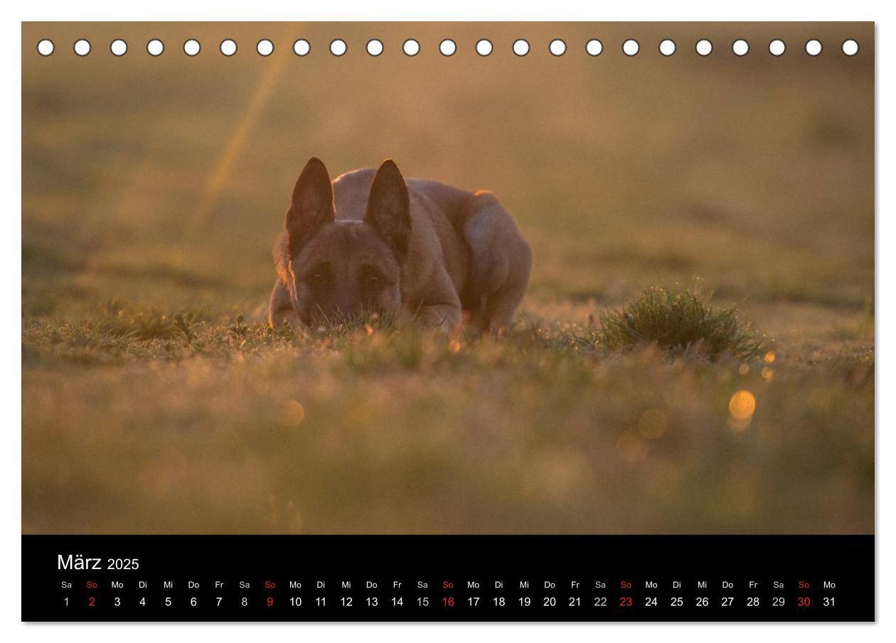 Bild: 9783435633012 | Belgische Schäferhunde - Der Malinois im Licht (Tischkalender 2025...