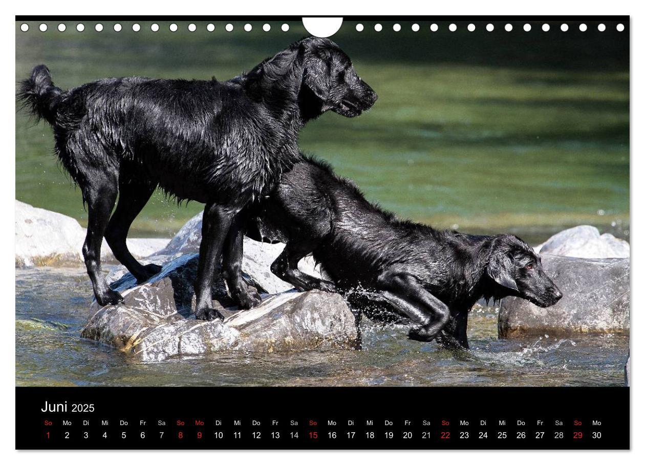 Bild: 9783435744367 | Flatcoated Retriever (Wandkalender 2025 DIN A4 quer), CALVENDO...