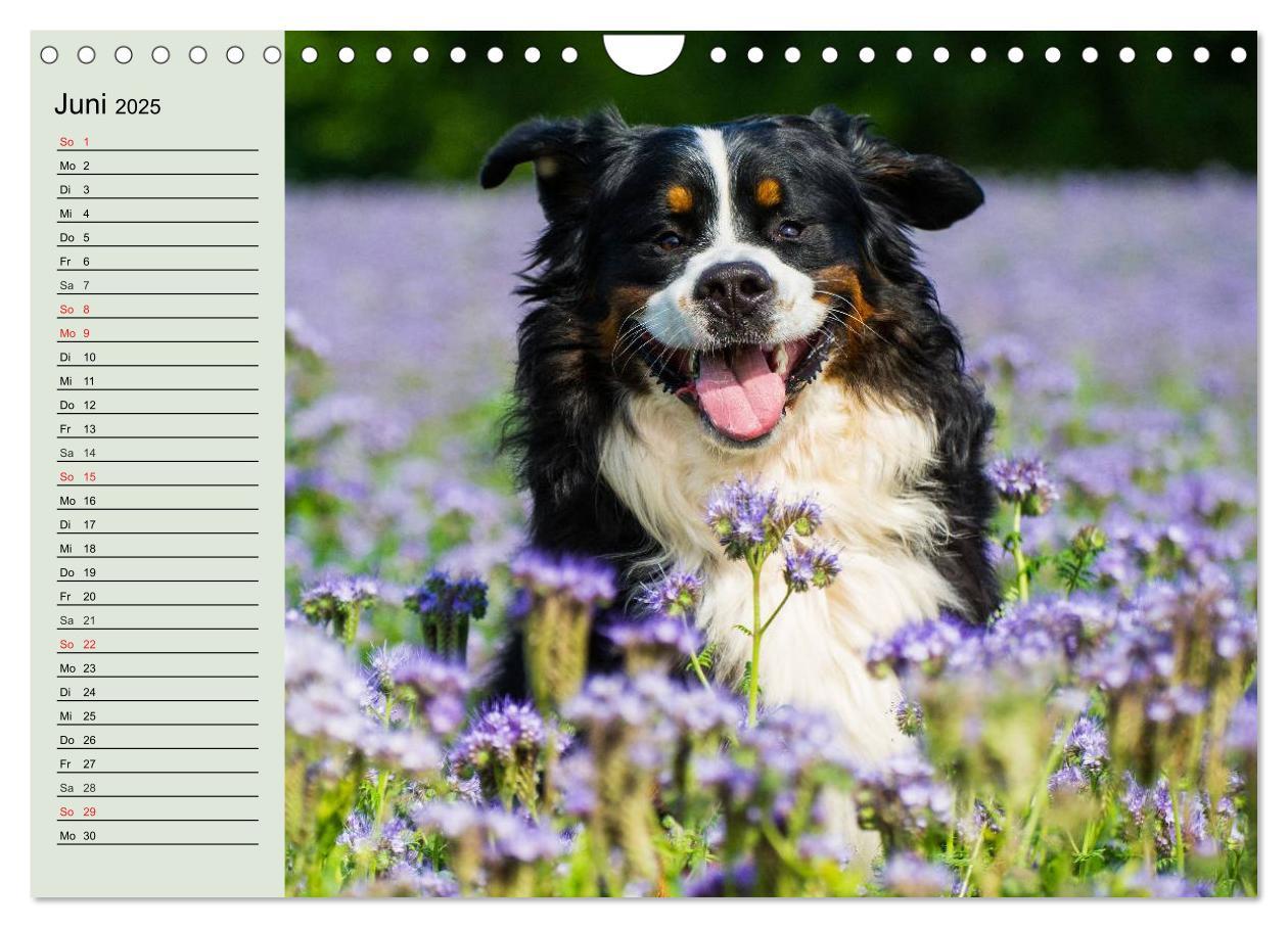 Bild: 9783435545797 | Berner Sennenhunde in Action (Wandkalender 2025 DIN A4 quer),...