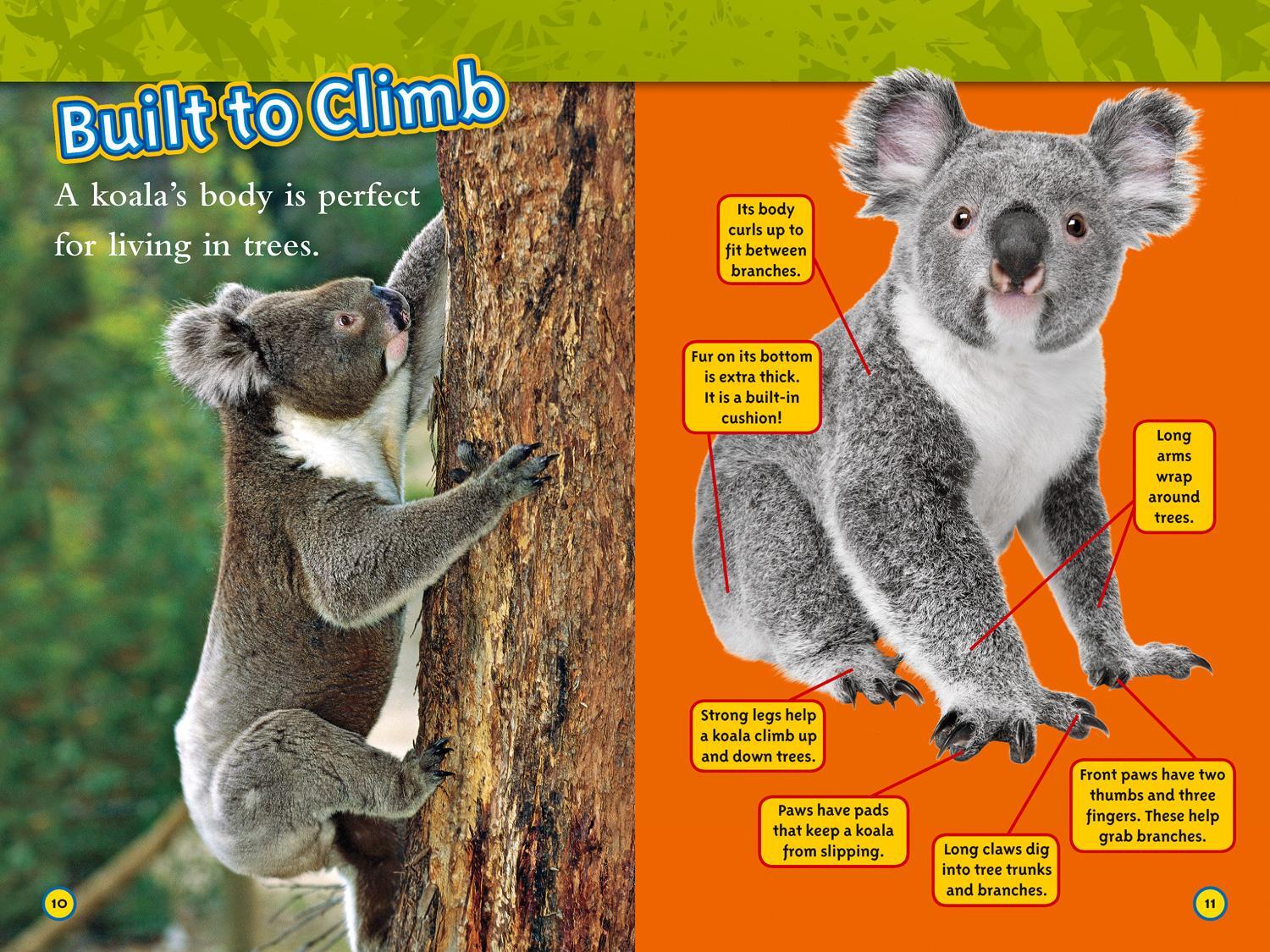 Bild: 9780008266646 | Koalas | Level 2 | Laura Marsh (u. a.) | Taschenbuch | Englisch | 2017
