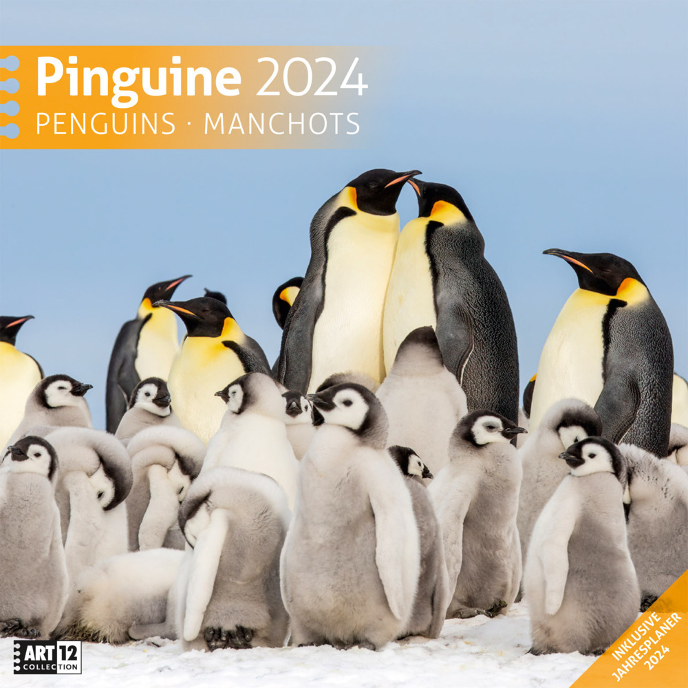 Cover: 9783838444253 | Pinguine Kalender 2024 - 30x30 | Ackermann Kunstverlag | Kalender
