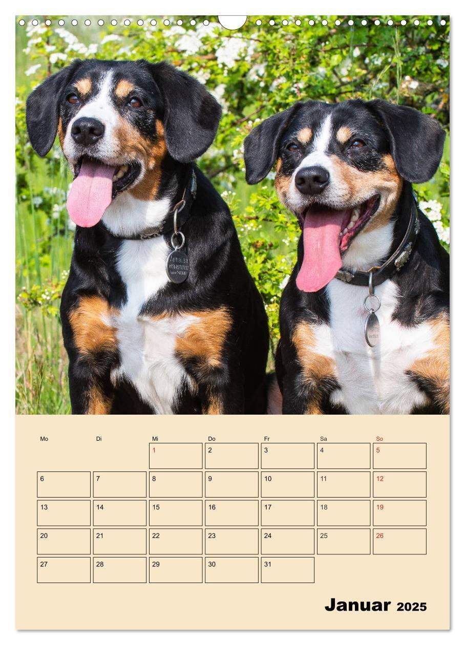 Bild: 9783435958832 | Jahresplaner Entlebucher Sennenhund (Wandkalender 2025 DIN A3...